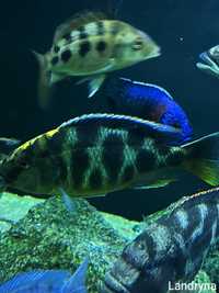 Pyszczak Nimbochromis Venestus