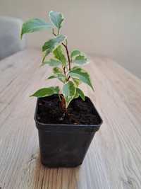 Ficus Benjamina ukorzeniony