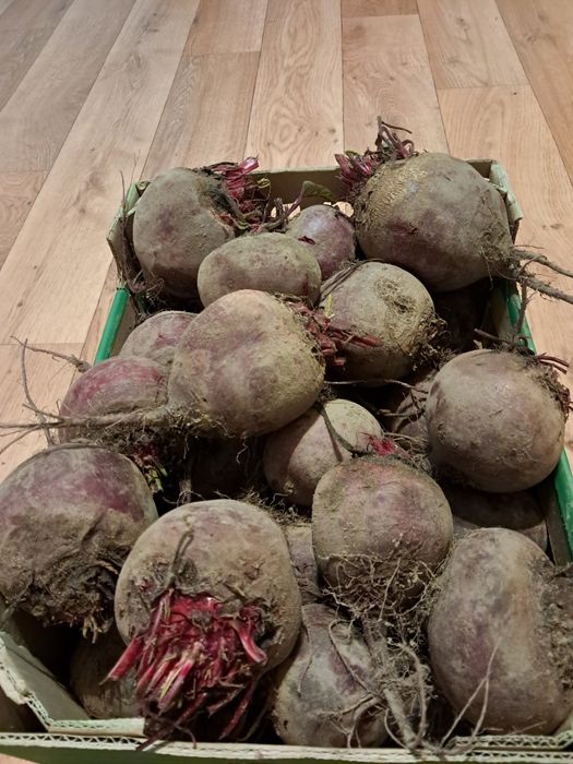 Buraki marchew warzywa eko