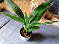 Aspidistra Elatior Milky Way