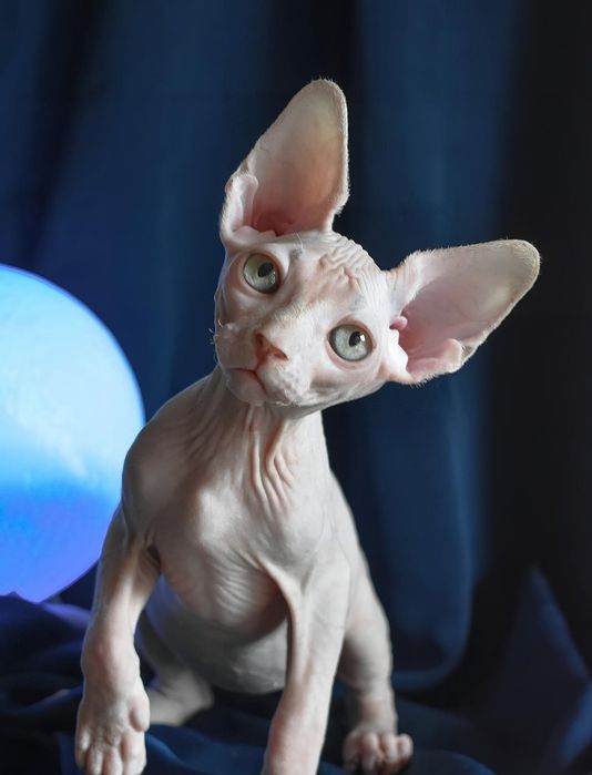 Чудові кошенятка