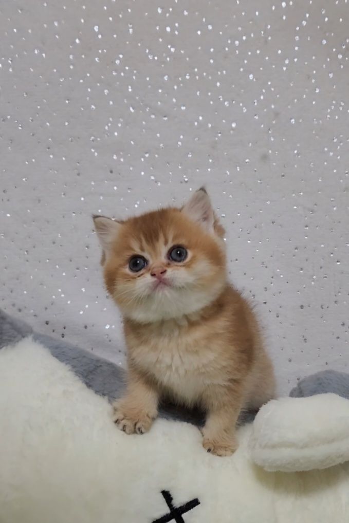 Шотландське кошеня