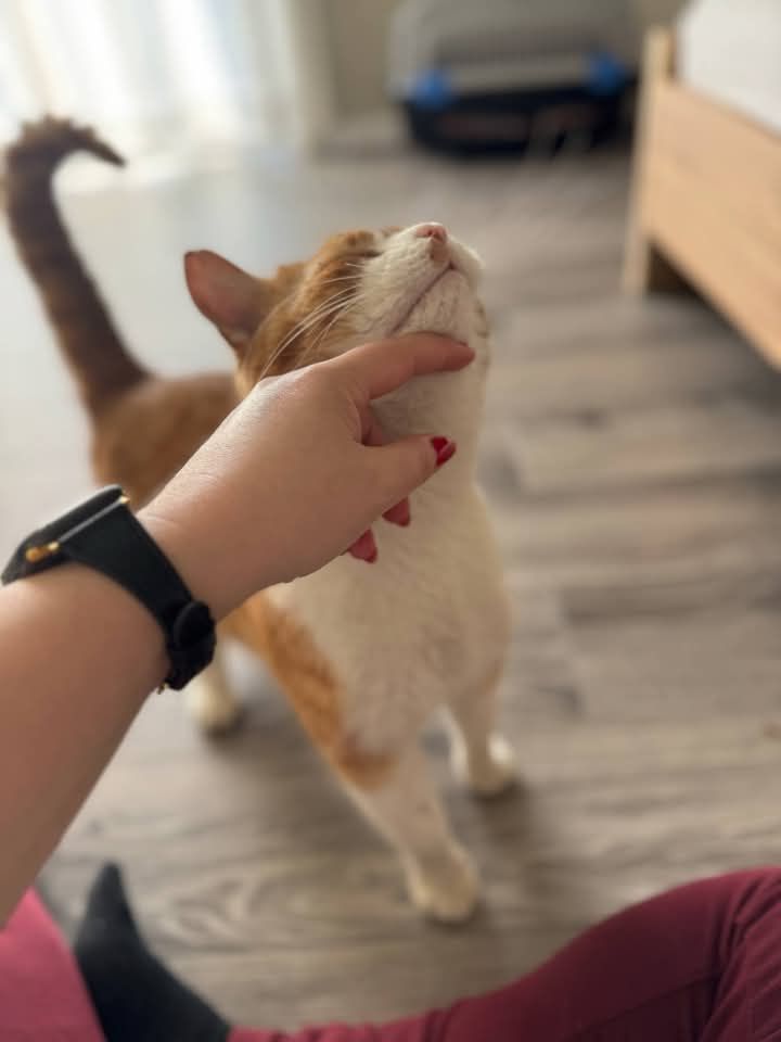 Rudzik poleca się do adopcji