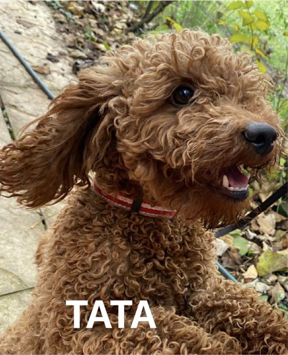 Bichpoo f1B Maltipoo Pudel Frispoo Bichon