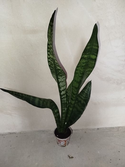 Калла Ефіопська, дифінбахія, плющ