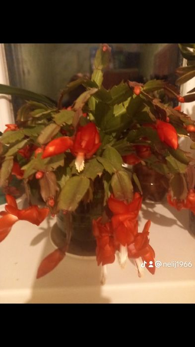 Каланхоє жовтий.