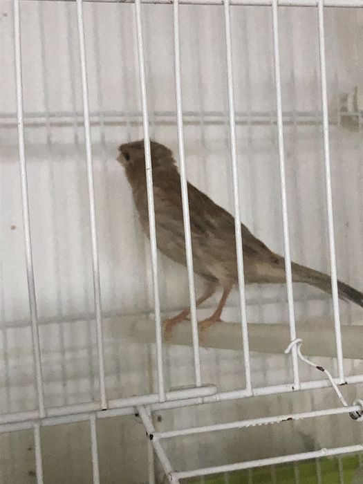 Casais de canarios variadade de raca cores com e sem poupa