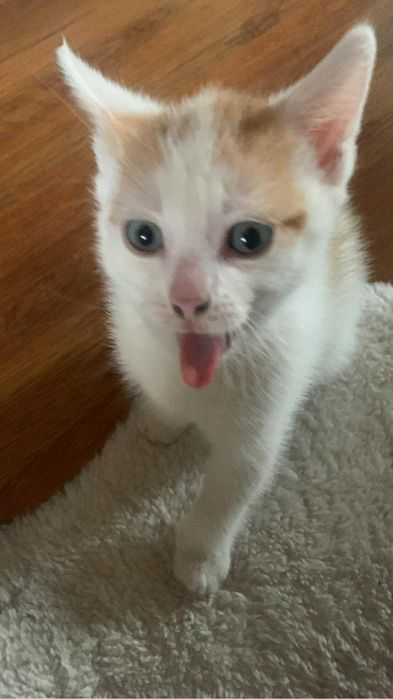 Oddam kotki za darmo