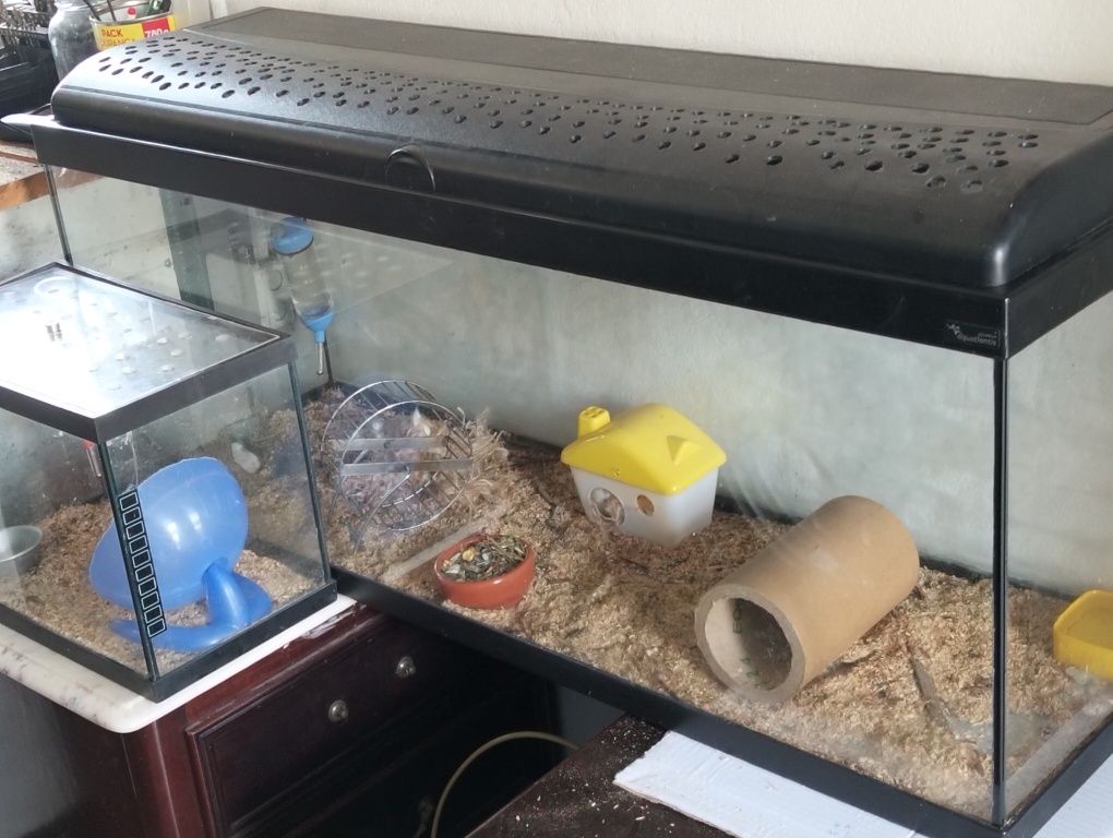 Hamster e gaiolas