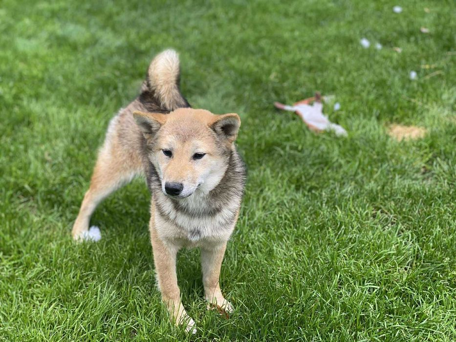 Shiba inu - suczka czerwona
