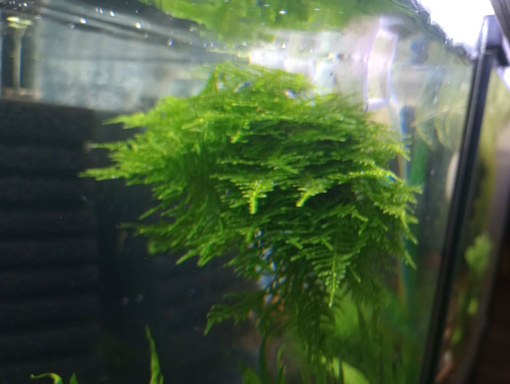 Mech Java Moss  do akwarium !