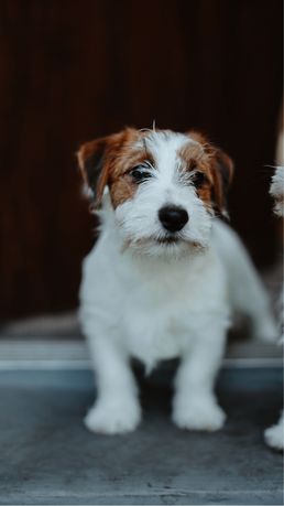 Jack Russell Terrier Fci rodowód samiec Rumia do odbioru