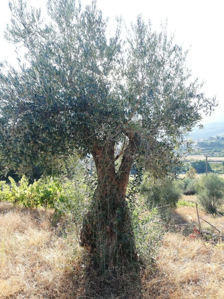 Oliveiras centenarias