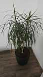 Zestaw 2 dużych roślin doniczkowych – Dracena i Zamiokulkas