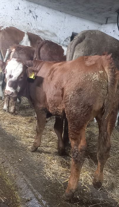 Odsadki byczki mięsne, simental