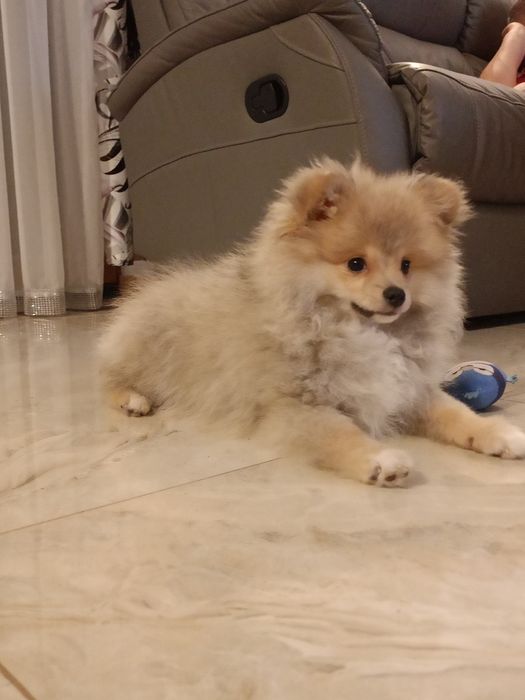 Szpic miniaturowy pomeranian