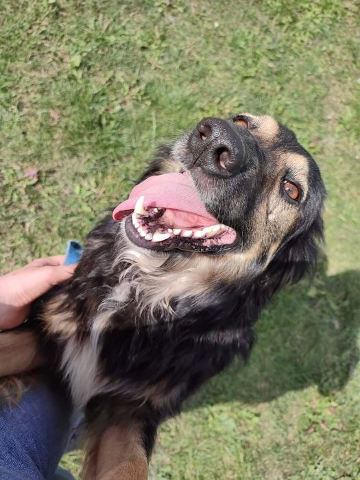 Ależ to jest  fantastyczny  pies