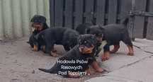 Super piesek /Rottweiler