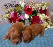 Pudel & cockapoo -  Cockapoo f1B Red piesek Pixel
