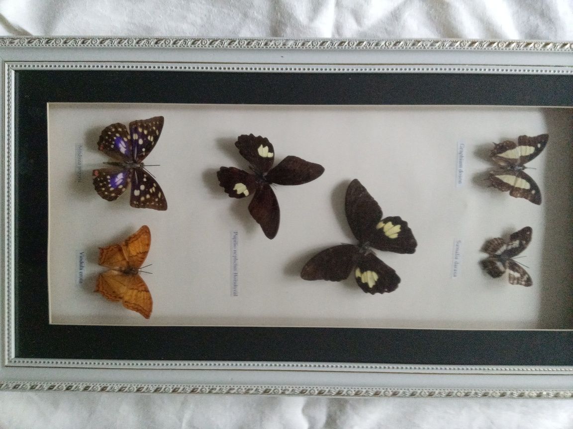 Панно с бабочками