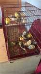 Aves disponiveis