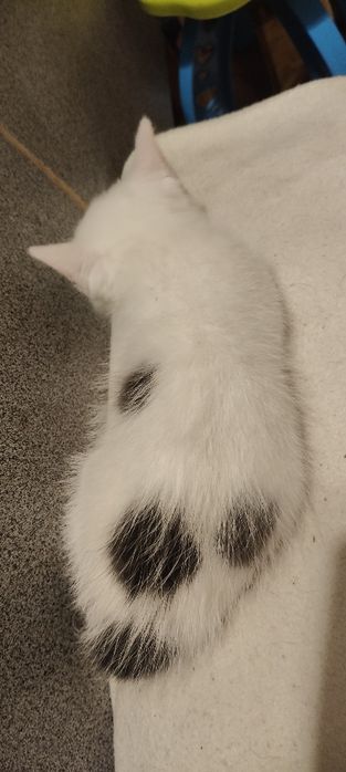 Отдам маленьких котят