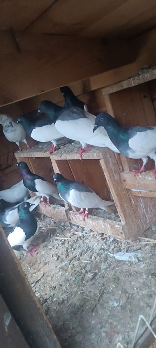 Sprzedam golebie + ciemne murzyny 16 szt