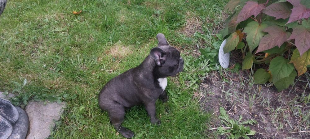 Bludog francuski BLUE niebieski SAMCZYK + GRATISY