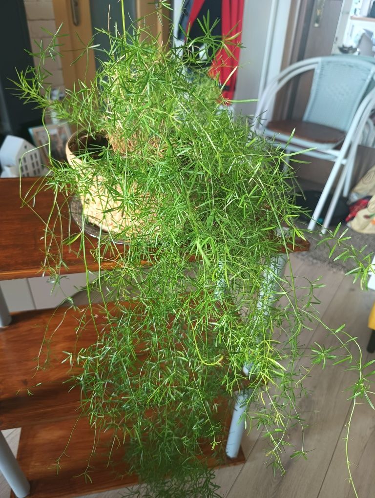 Asparagus doniczkowy.