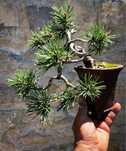 Bonsai Pinus Sylvestris