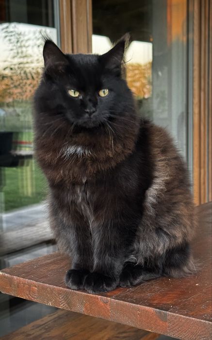 Maine coon na sprzedaż