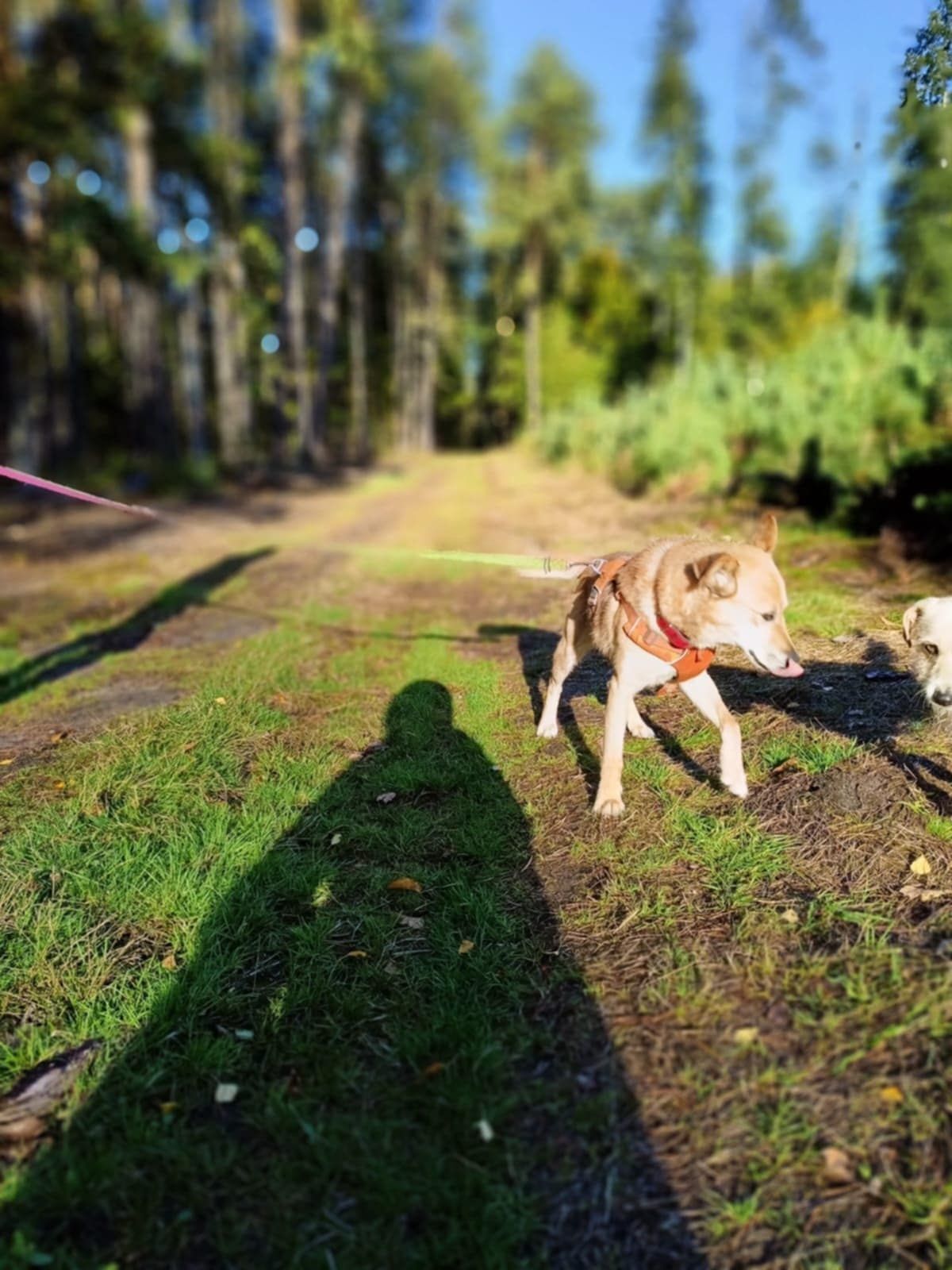 Pies w typie Shiba-inu szuka domku !