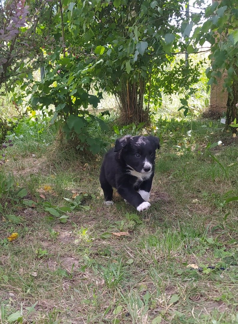 Border Collie - Czarno biały