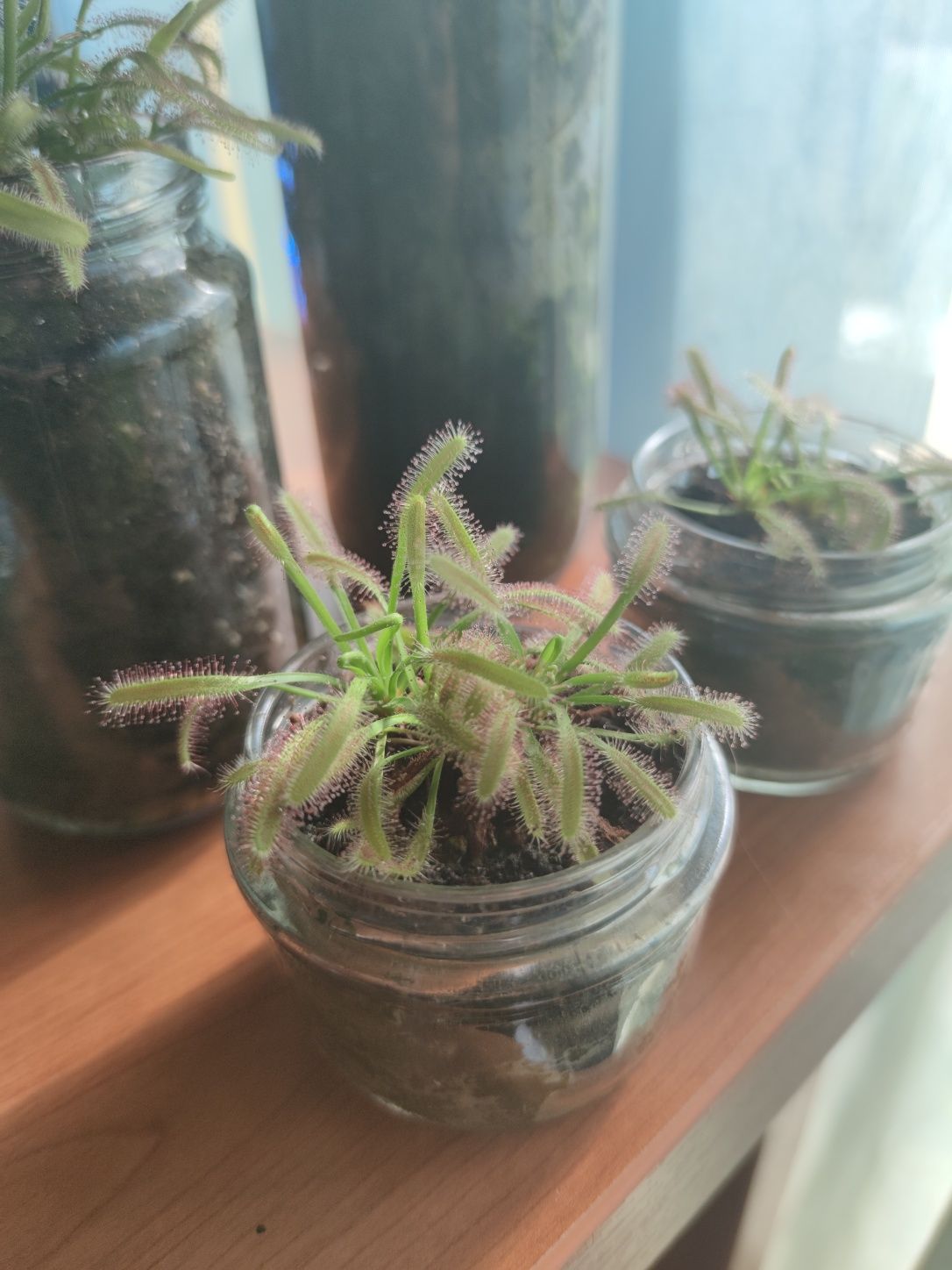 Planta Carnívora, Drosera Capensis