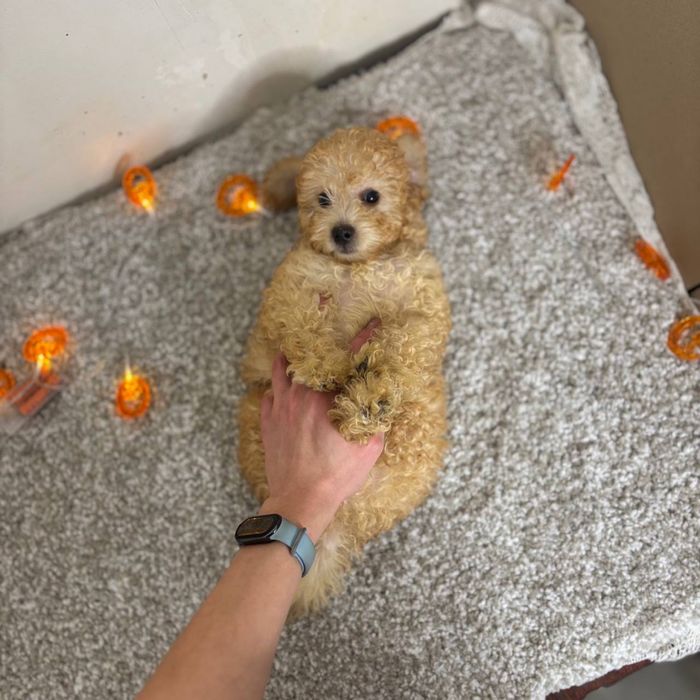 Мальтипу шикарный малыш