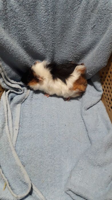 Морські свинки, розетки.