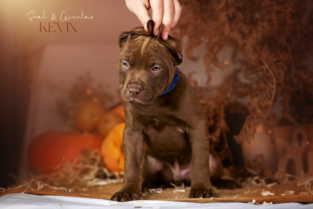 Пітбуль хлопчик Кевін