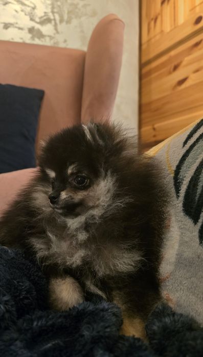 Pomeranian szpic miniaturowy dziewczynka black and tan
