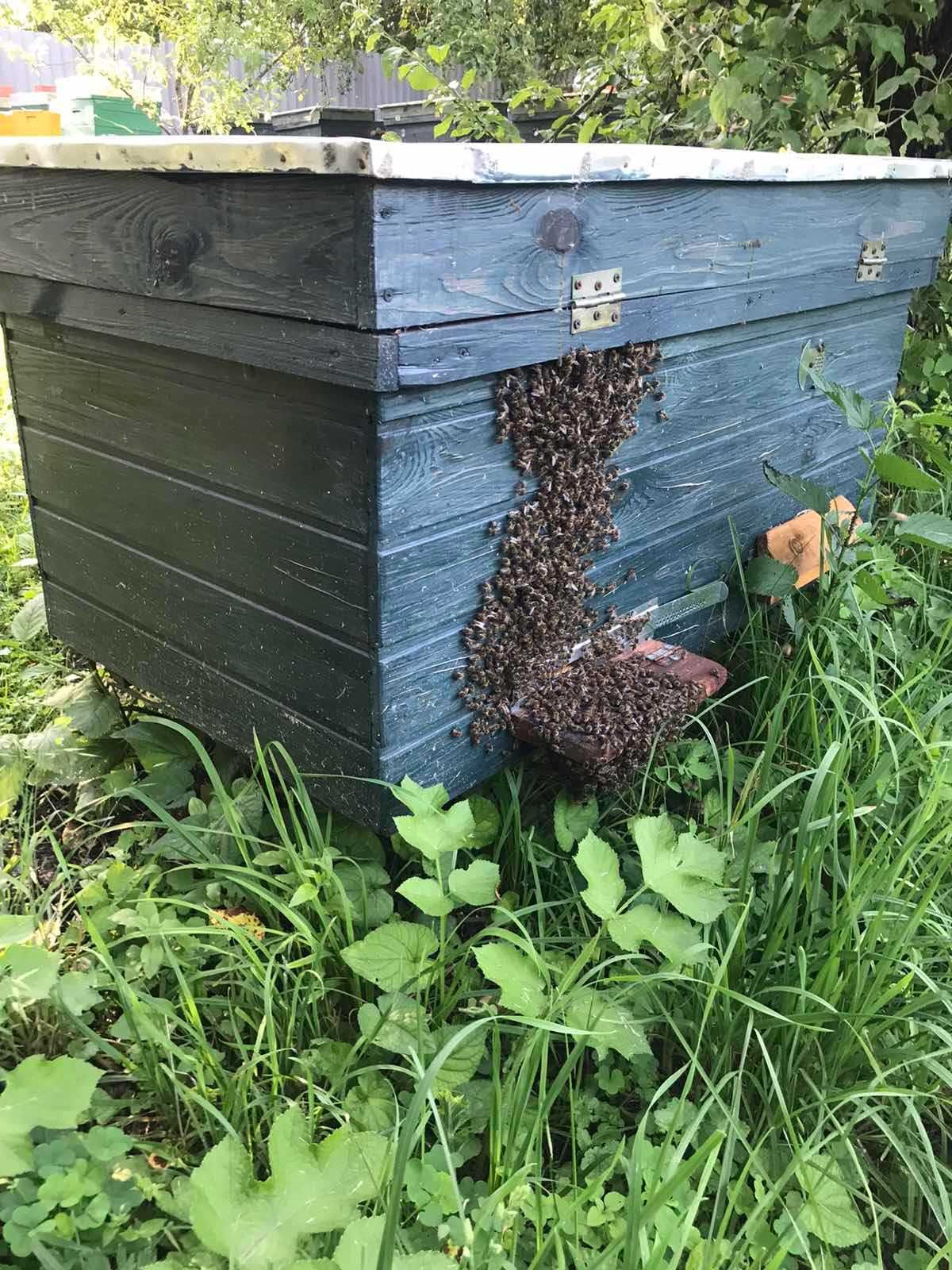 Продам  Пасіку,  здорові сім"ї.