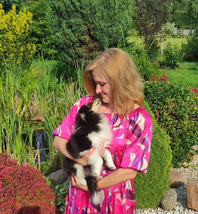 Owczarek szetlandzki sheltie ZKwP suczka