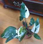 Philodendron Red Anderson