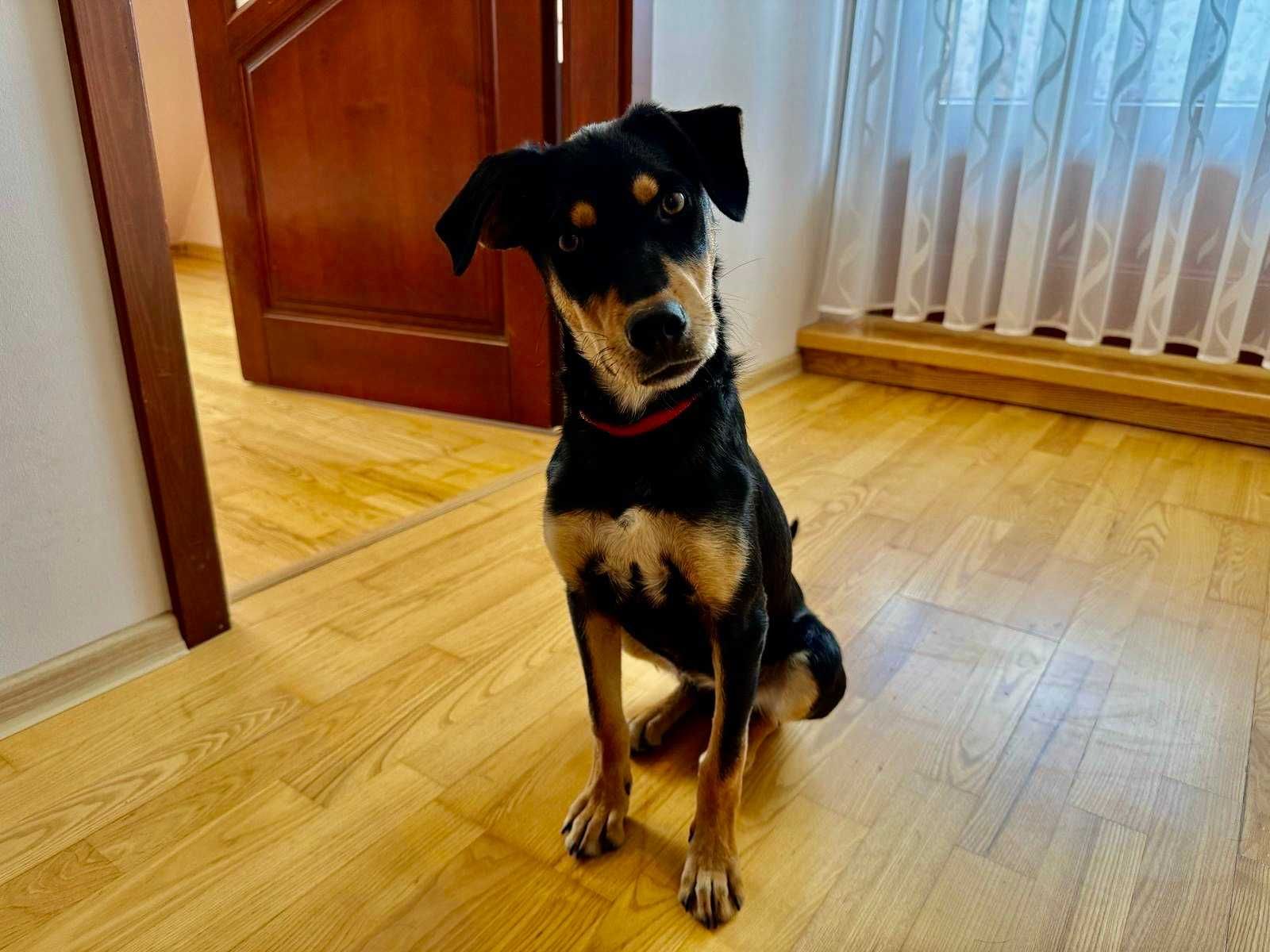 KATIA 10 mies. urocza sunia do adopcji