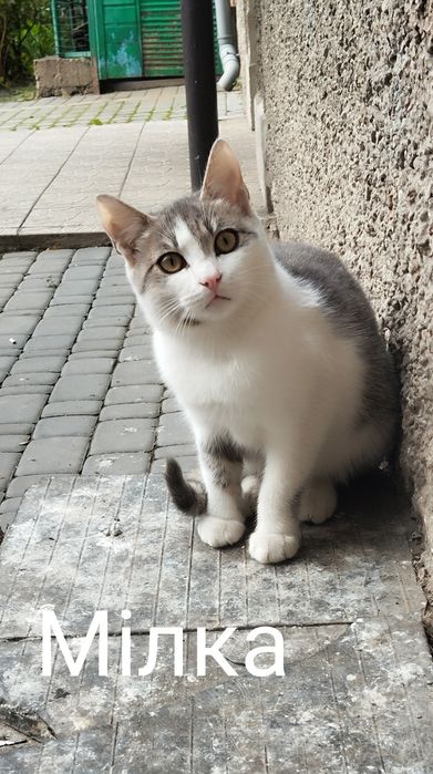 Безкоштовно киця