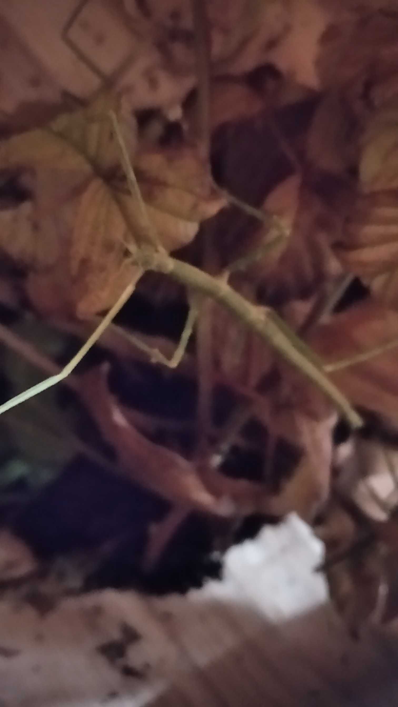 Medauroidea extradentata