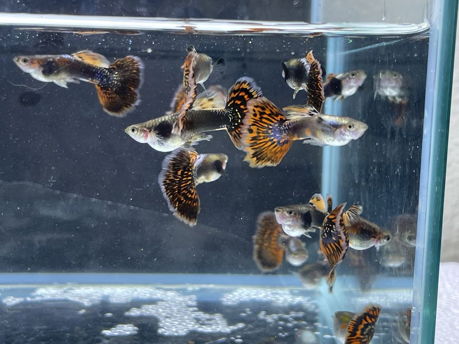 Guppys red mosaic dumbo