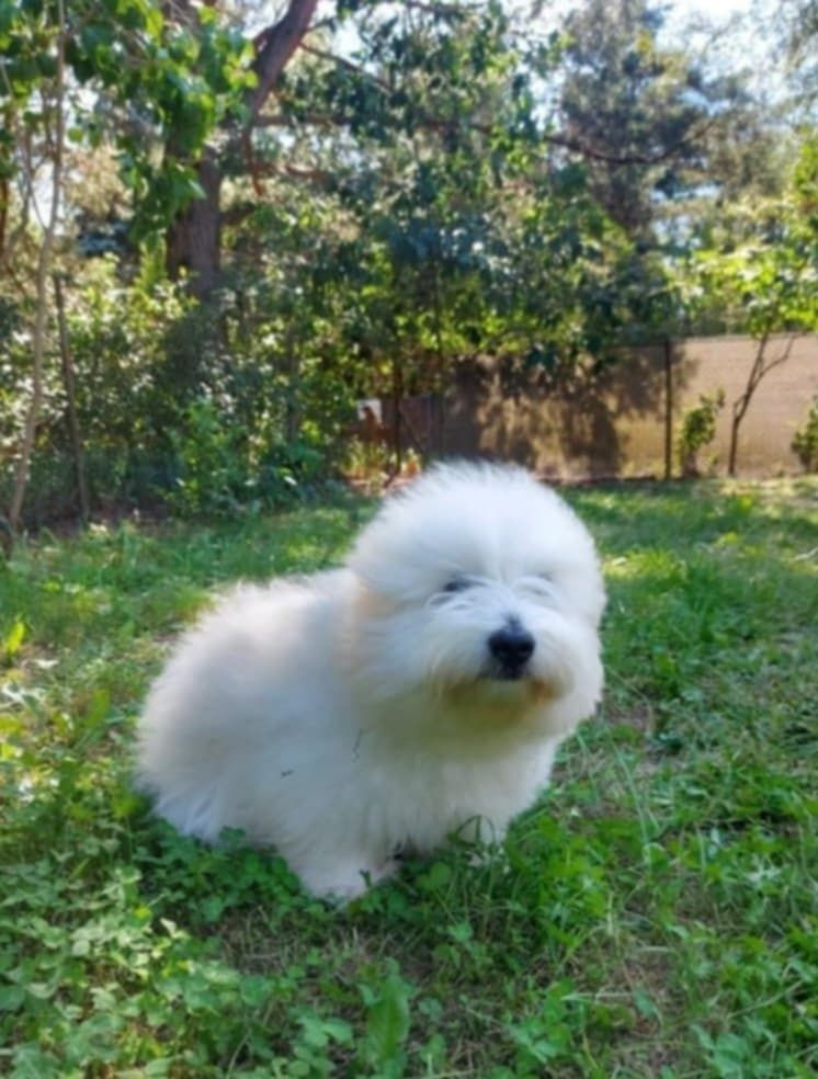 Coton de Tulear FCI (piesek)