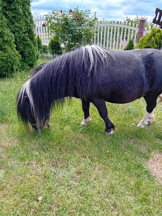 Kozy mleczne kucyk klacz