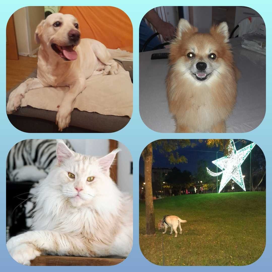 Pet sitting/ Dog walking