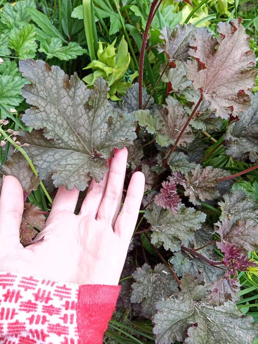 Гейхера, бересклет