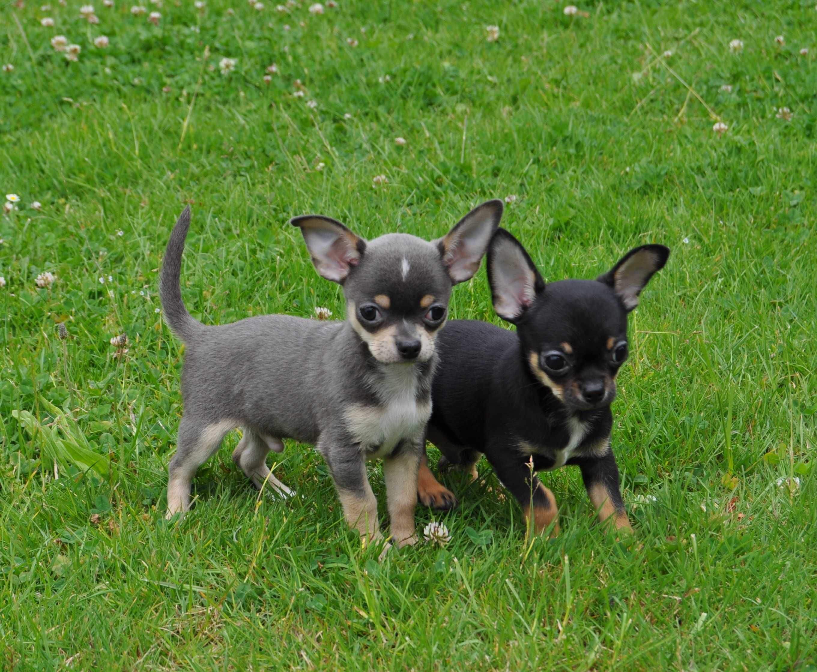 Chihuahua FCI /ZKwP ,piesek błękitny
